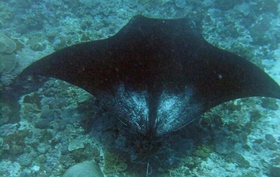 Nusa Penida Complete Day Tour with Scenic Highlights
