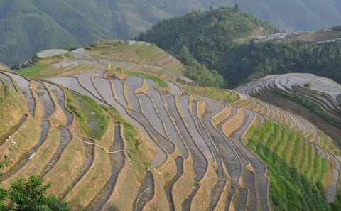 Guilin Li River Cruise and Longji Rice Terraces Tour