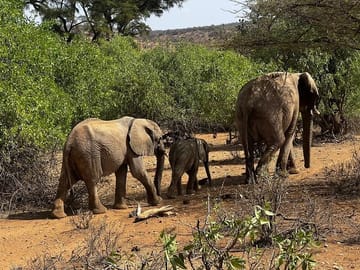 2 days Amboseli national park safari