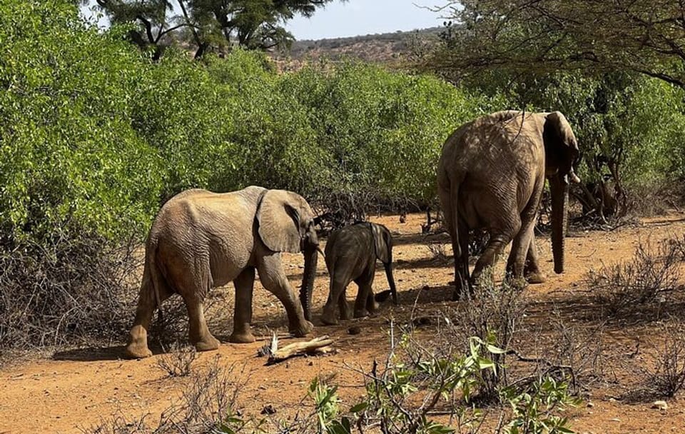 2 days Amboseli national park safari