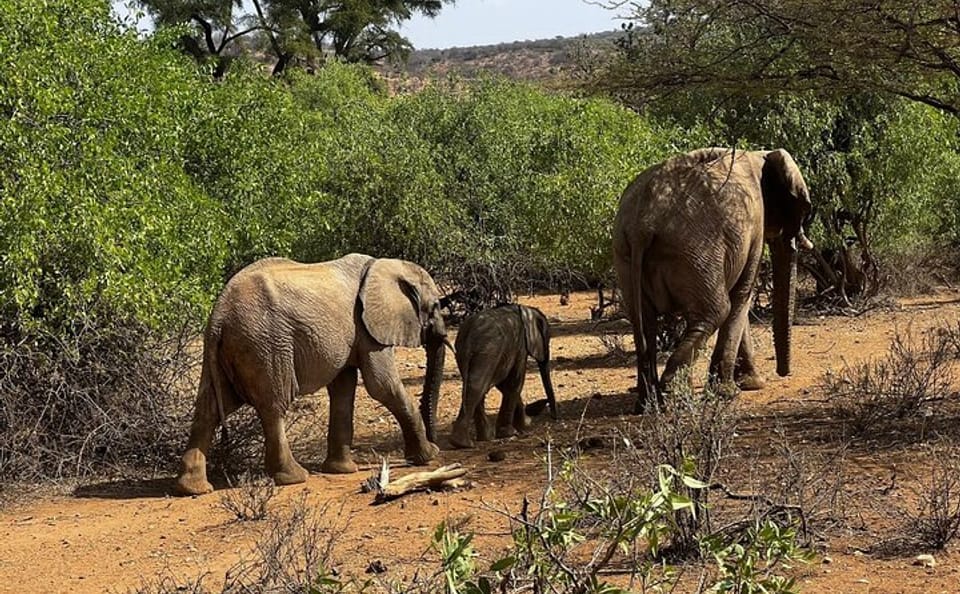 2 days Amboseli national park safari