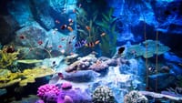 Underwater World Pattaya Ticket 4