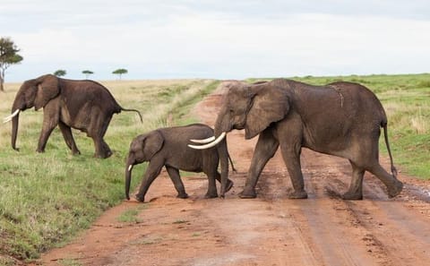 Day Tour of Amboseli National Park from Nairobi