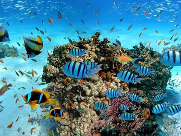 Snorkeling Adventure in Trincomalee's Vibrant Waters