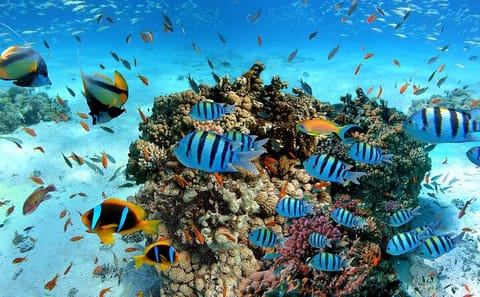Snorkeling Adventure in Trincomalee's Vibrant Waters