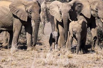 8-Day Safari Adventure in Nairobi's Wildlife Parks and Reserves