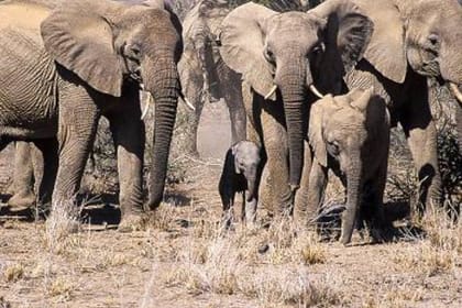 8-Day African Safari Tour to Kenya Spectacular Wildlife Parks & Reserves