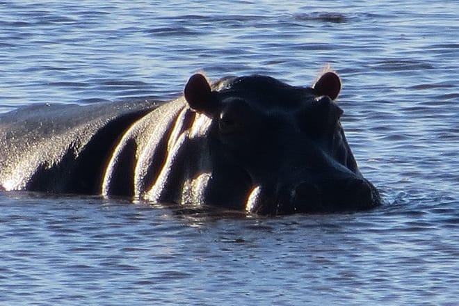 Hippos