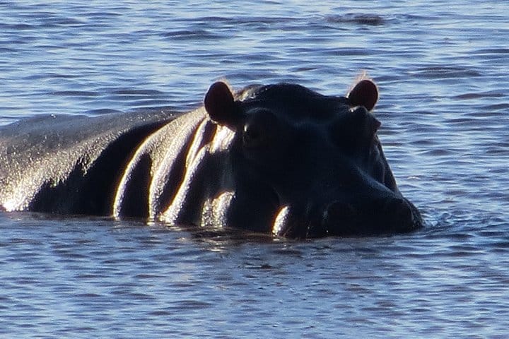Hippos