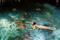 Zanzibar Salaam Cave Swimming and Feeding Sea Turtle in Kizimkazi 7