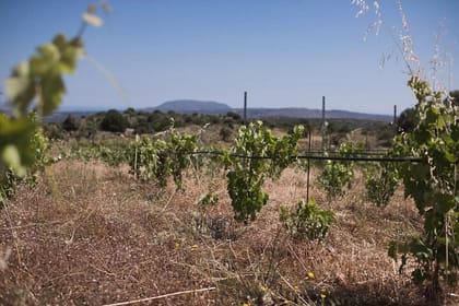 Winery ,Olive mill and Kournas lake