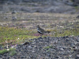 6 Day - Iceland Ring Road & Blue Lagoon, photo 15