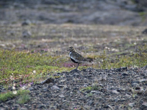 6 Day - Iceland Ring Road & Blue Lagoon, photo 15