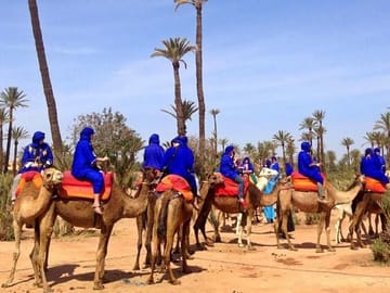 Camel Trekking in Marrakech's Palm Grove