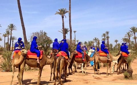 Camel Trekking in Marrakech's Palm Grove