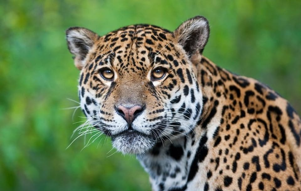 4-Day Nature and Wildlife Tour in Puerto Maldonado