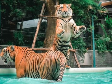 Skip the line: Pattaya Tiger Park Admission Ticket