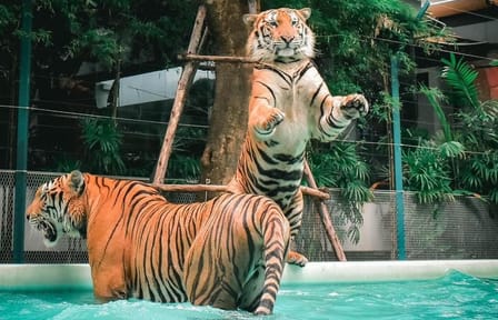 Skip the line: Pattaya Tiger Park Admission Ticket