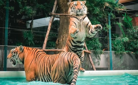 Skip the line: Pattaya Tiger Park Admission Ticket