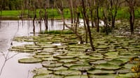 La Serenidad del Río en el Amazonas 8