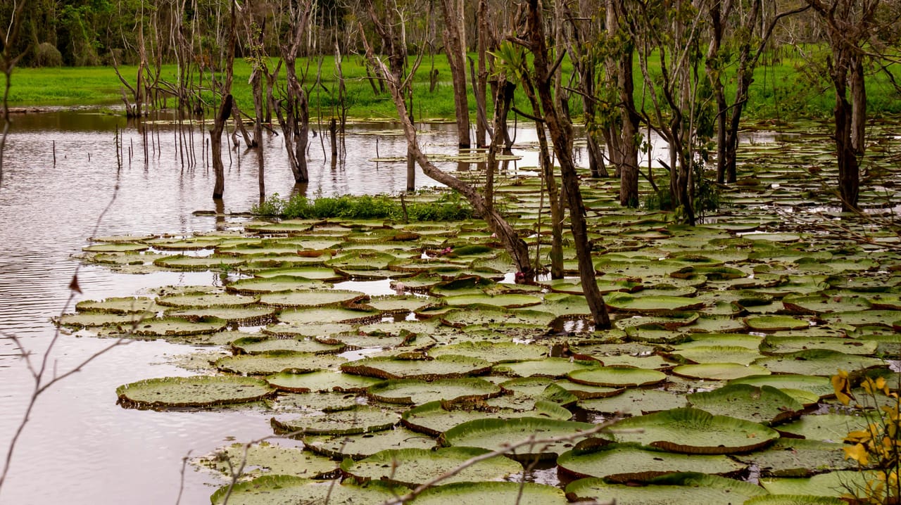La Serenidad del Río en el Amazonas 8