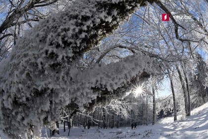 Tour in the forest of Sabadur and the chronicler of Georgia.