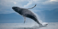 ATV & Whale Watching 3