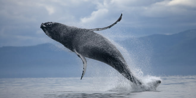 ATV & Whale Watching 3
