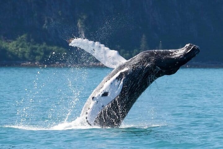 Hermanus Private Full-Day Tour: Whale Watching Adventure