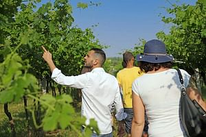 Biodynamic Farm and Natural Wines Tasting 