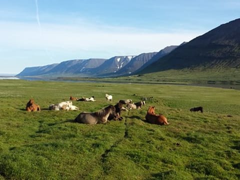 Private Dynjandi Waterfall & Historic Westfjords Tour from Ísafjörður, photo 4
