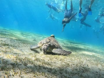 Premium Abu Dabbab Elite Turtle House & Snorkeling – Hurghada