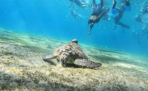 Premium Abu Dabbab Elite Turtle House & Snorkeling – Hurghada