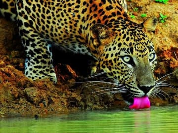 Wilpattu-Jeep-Safari-and-Anuradhapura-Day-Tour-From-Sigiriya-2