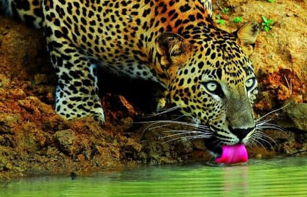 Wilpattu Jeep Safari and Anuradhapura Tour from Sigiriya