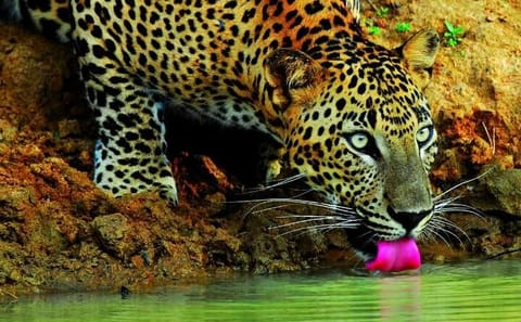 Wilpattu Jeep Safari and Anuradhapura Tour from Sigiriya