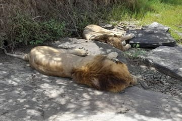 4-Day Masai Mara and Lake Nakuru Safari from Nairobi