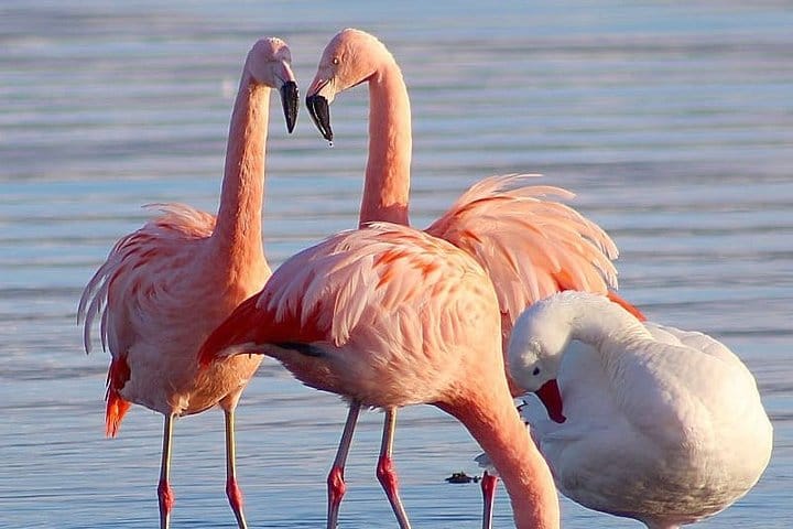 4-Day Atacama Desert Experience with Hotel, Tours & Meals