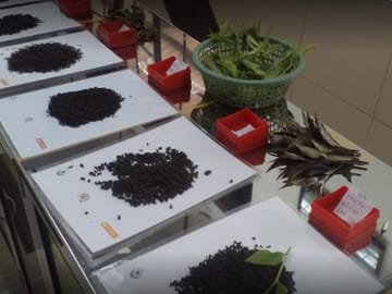 Tea Factory and Cultural Tour in Ambalangoda, Sri Lanka