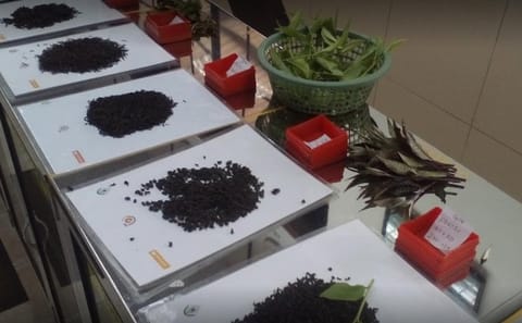 Tea Factory and Cultural Tour in Ambalangoda, Sri Lanka