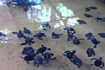 Madu River Boat Safari And Kosgoda Turtle Hatchery From Bentota