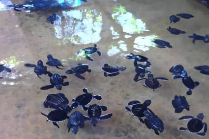 Madu River Boat Safari And Kosgoda Turtle Hatchery From Bentota