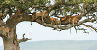 12Days Best of Kenya and Tanzania Wildlife Safari 3