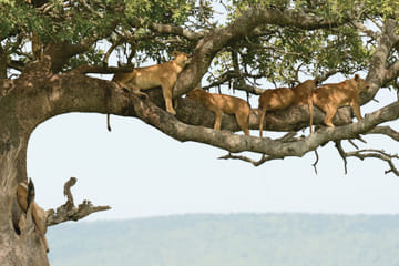 Wildlife Safari and Photography Tour in Kenya and Tanzania