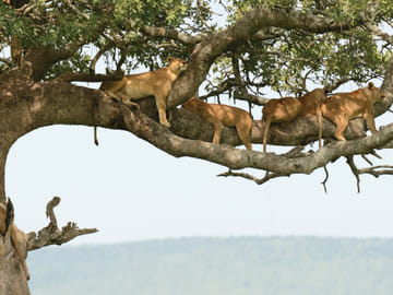 Wildlife Safari and Photography Tour in Kenya and Tanzania