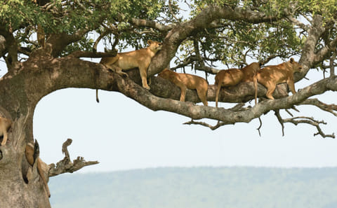 Wildlife Safari and Photography Tour in Kenya and Tanzania