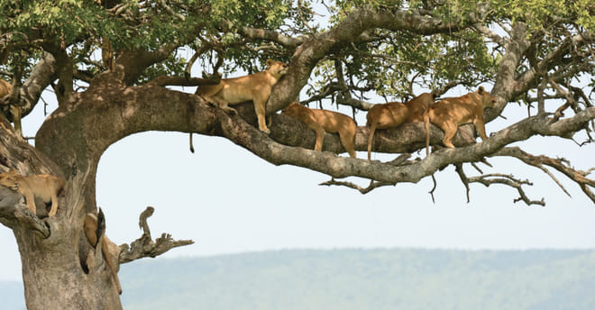 12Days Best of Kenya and Tanzania Wildlife Safari 3