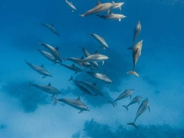 Premium Dolphin House by Private Speed Boat & Snorkeling – Hurghada