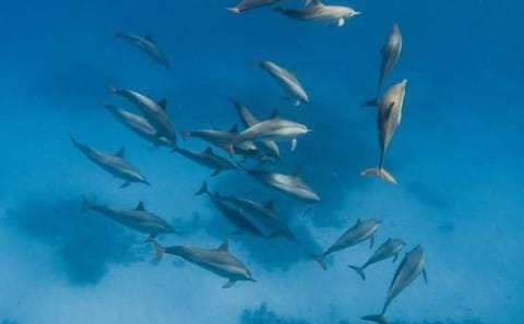 Premium Dolphin House by Private Speed Boat & Snorkeling – Hurghada
