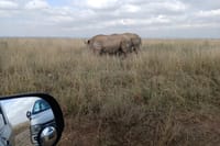 Private Nairobi Park Tour & Sheldrick or Giraffe-Free WI FI 5